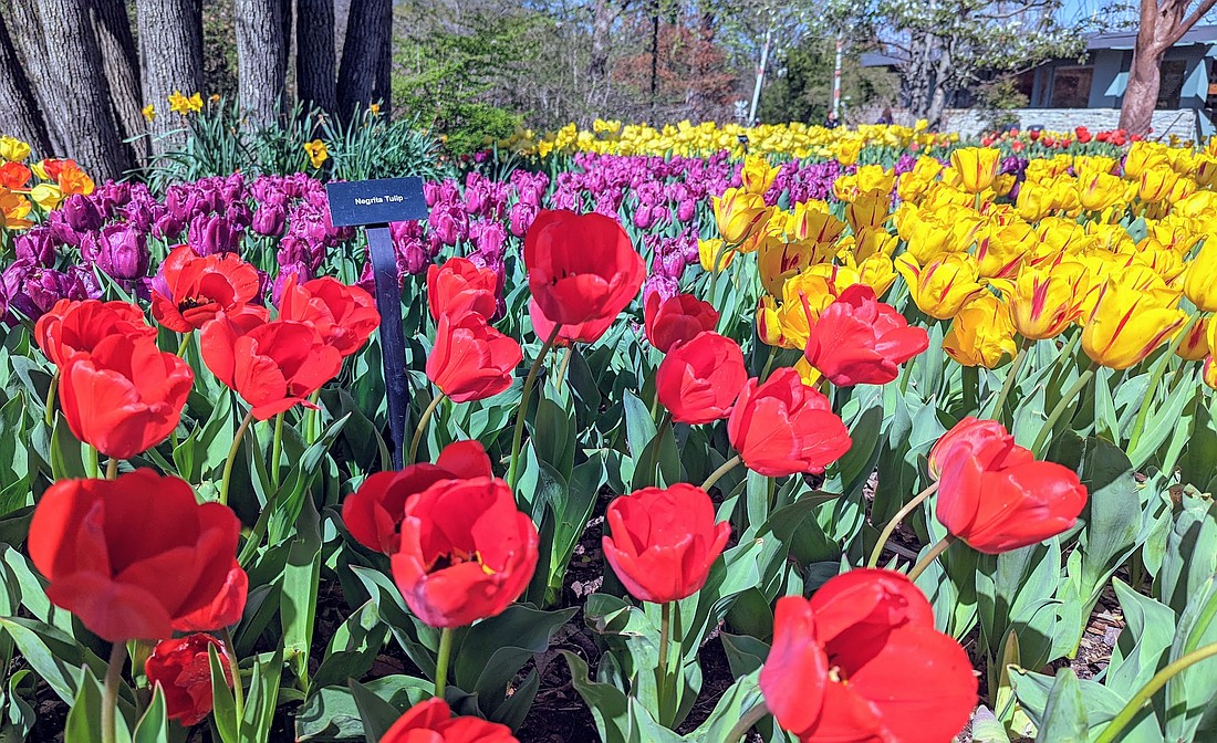 Spring blooms at the Cincinnati Zoo and Botanical Gardens.